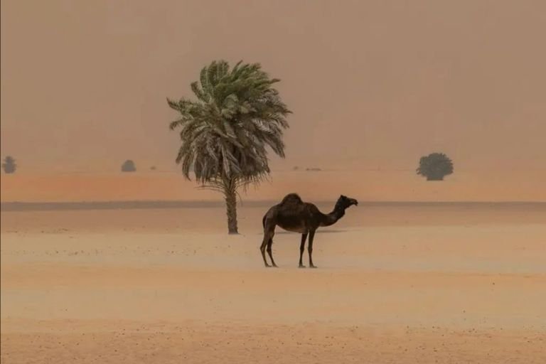You are currently viewing Saudi Arabia honors its camel history and ancient sites in Al-Jouf Region