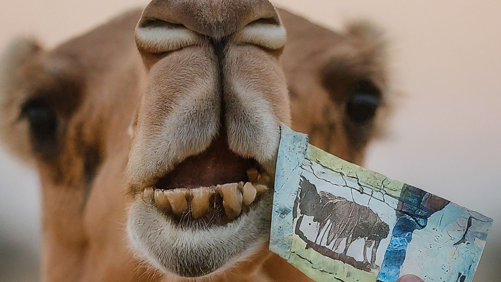 You are currently viewing Man in Saudi Arabia Arrested After Feeding Camel a 500 Riyal